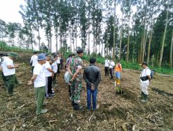 Penebangan pohon damar yang sudah masa daur di kawasan hutan Desa Burno kecamatan Senduro