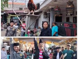 230 Ayam Kekok Ramaikan Festival di Surabaya
